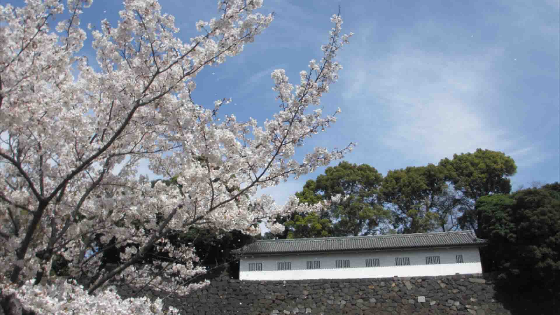 皇居の桜・平成から令和へ