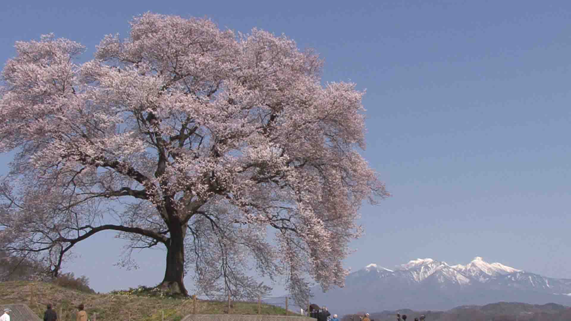 孤高の気品  わに塚の一本桜