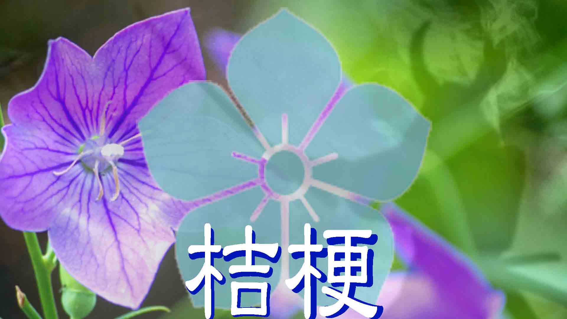 麒麟（3）水色桔梗