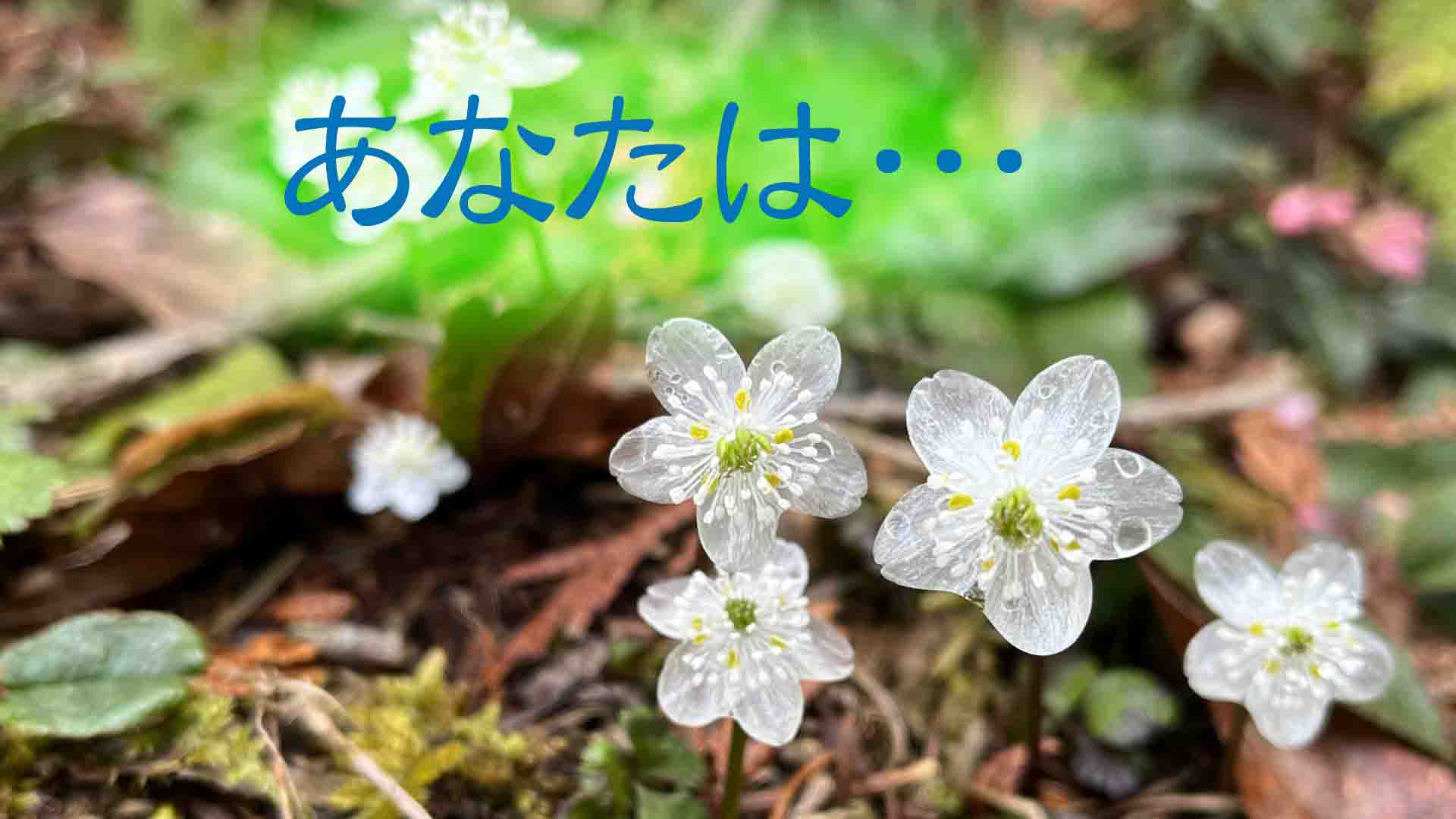 121.あの人は花.5「森の中の花」【愛らんまん.5】