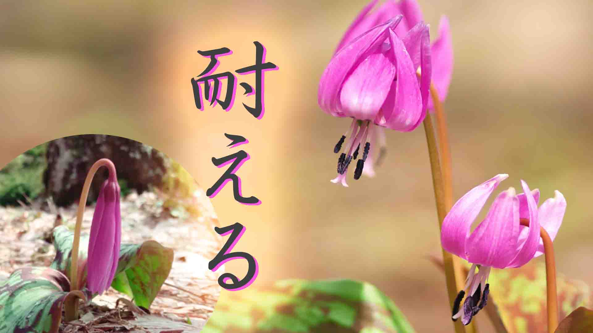23. 変わらない【前編】 カタクリの花のように