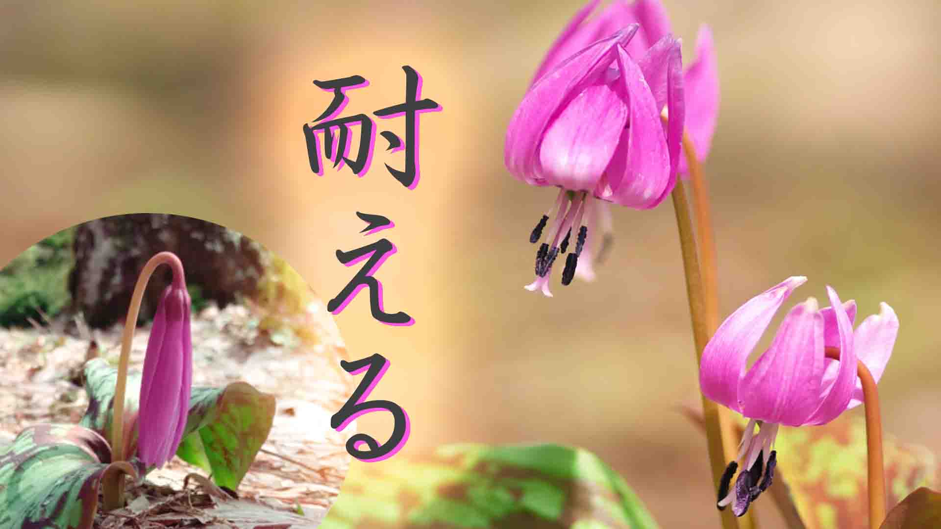 23. 変わらない【前編】 カタクリの花のように