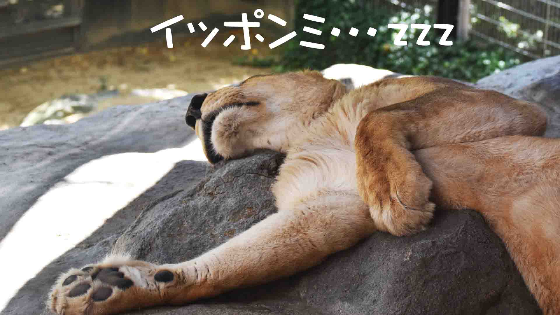 25. 退職後は寝ている ～ 眠れる森の情熱と悲愴